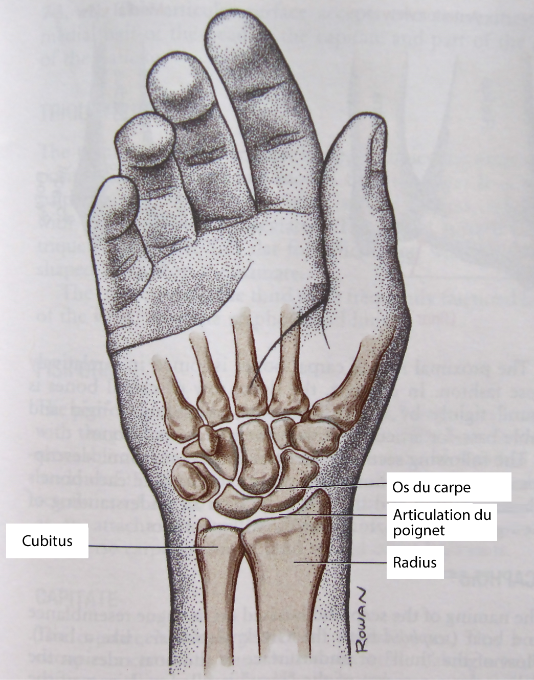 Arthrose du poignet  Traitement naturel, Symptome, Remede, Operation