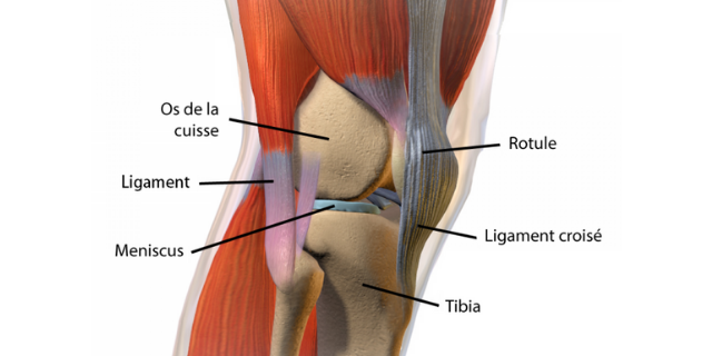 6 exercices contre l'arthrose du genou 